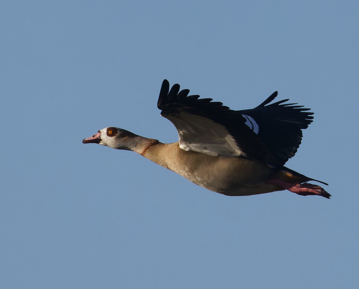 埃及雁 - ML646708375