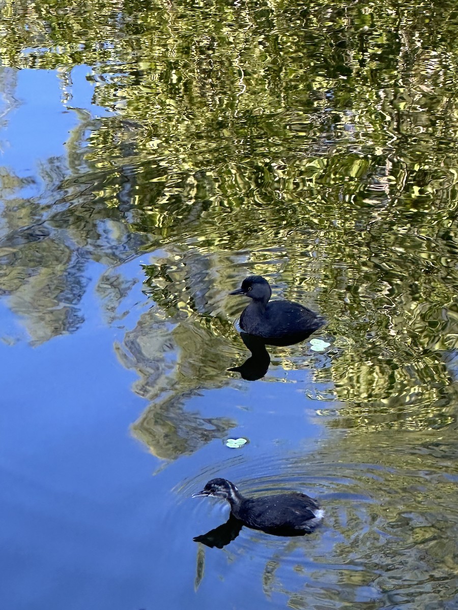 Пірникоза домініканська - ML646708382