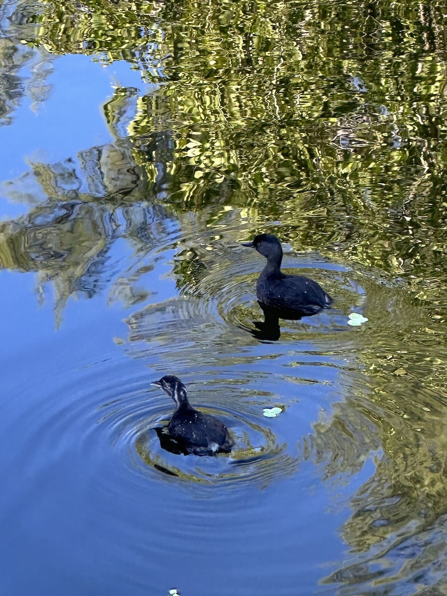 Пірникоза домініканська - ML646708383