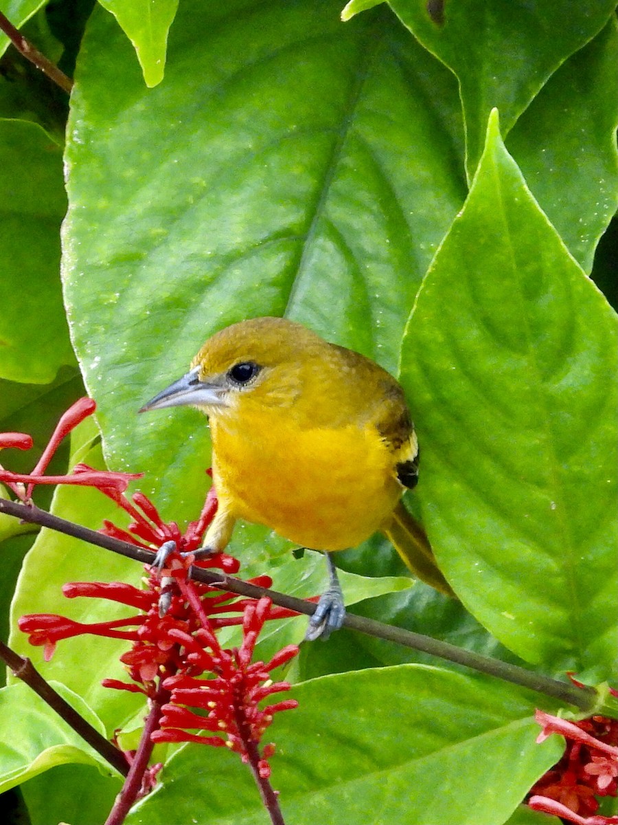 Baltimore Oriole - ML646708388