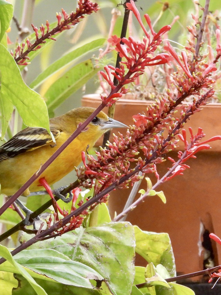 Baltimore Oriole - ML646708389