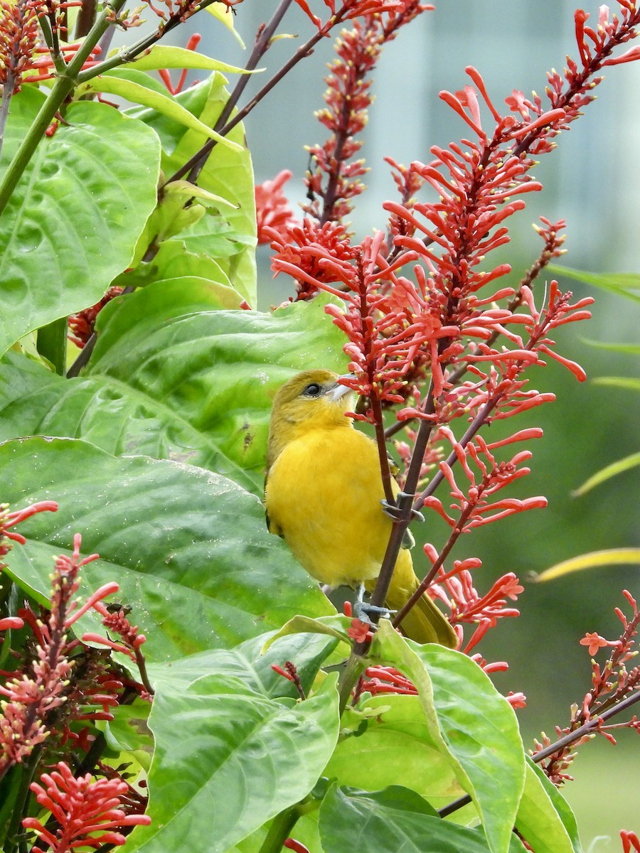 Baltimore Oriole - ML646708390