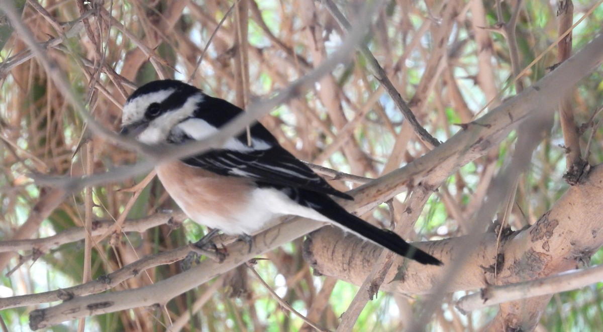 Masked Shrike - ML646708391