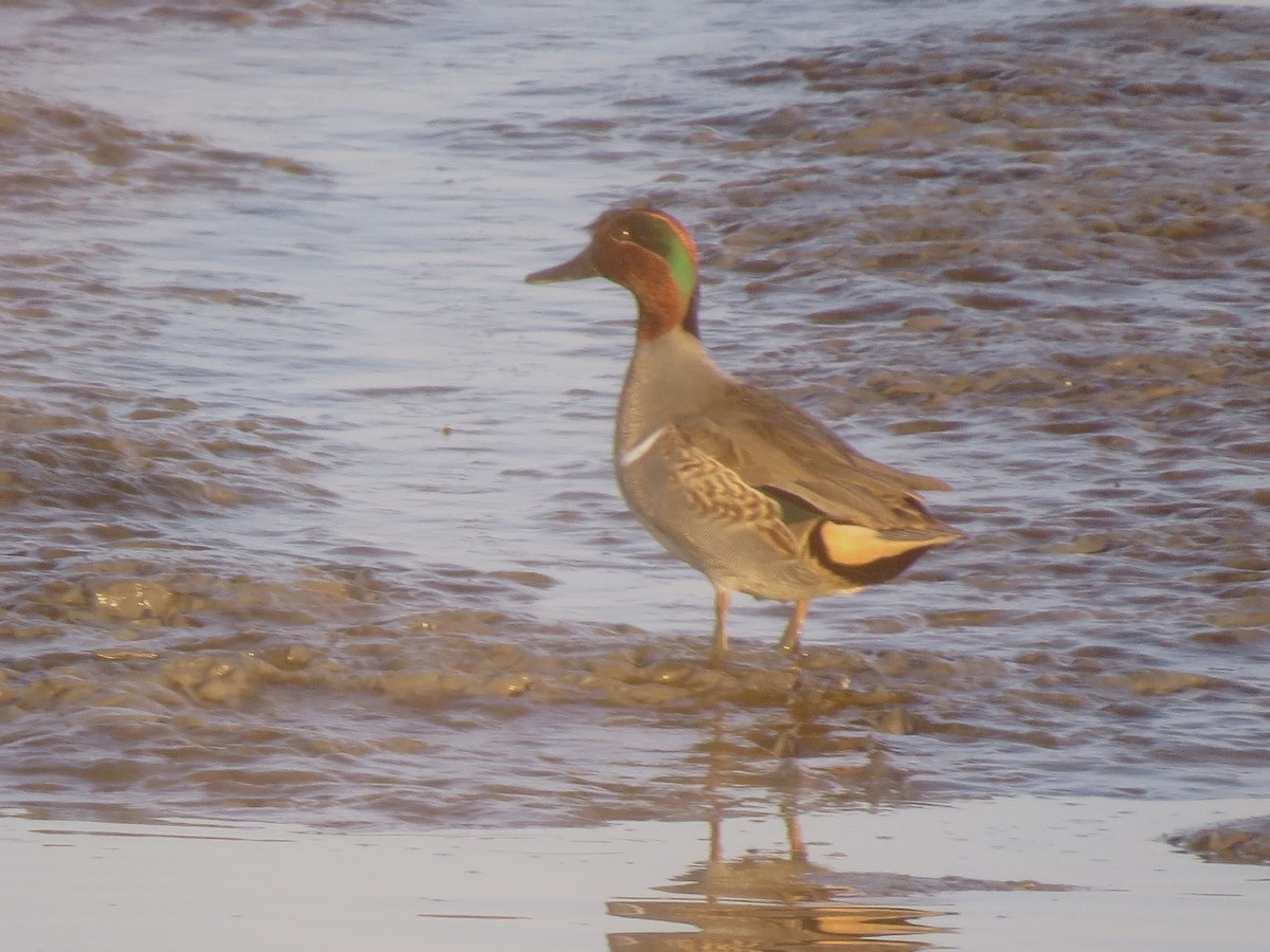 コガモ - ML646708393