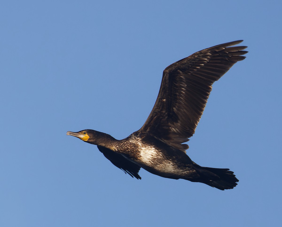 鸕鷀 - ML646708396