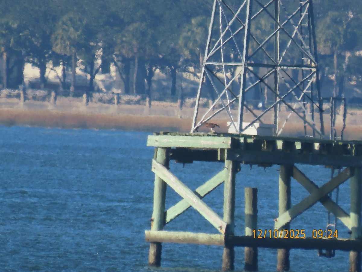 Arrano arrantzalea - ML646708405