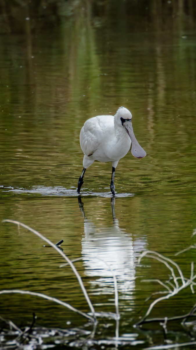 Black-faced Spoonbill - ML646708407