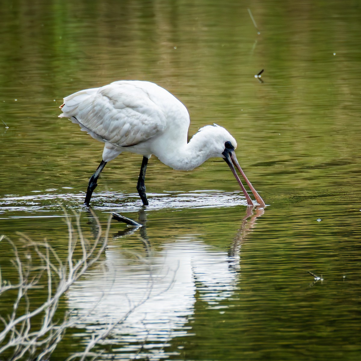Black-faced Spoonbill - ML646708408