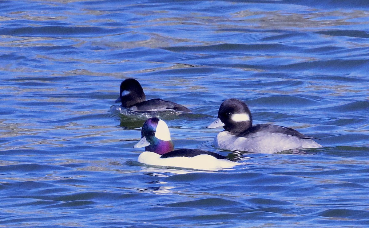 Bufflehead - ML646708409