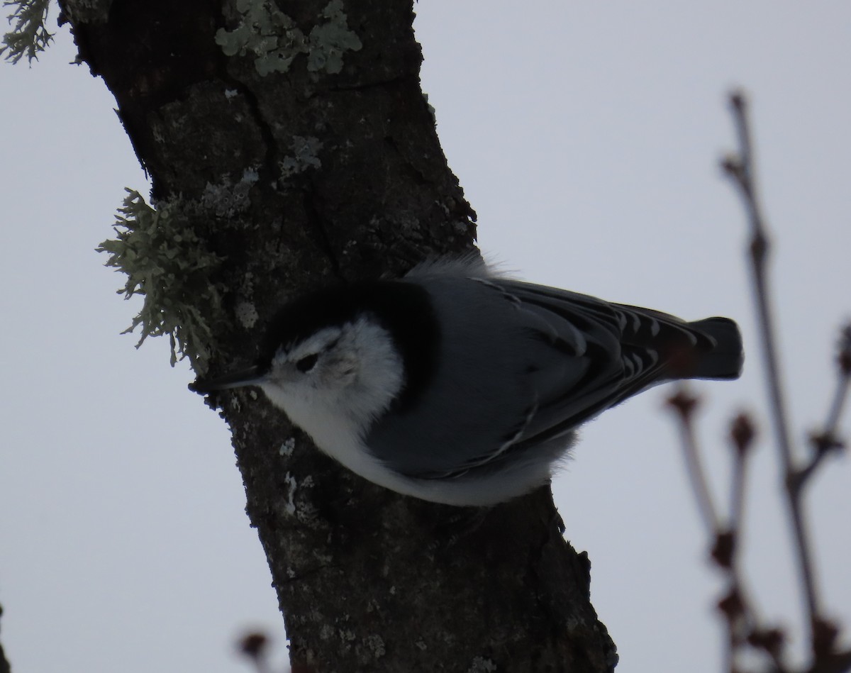 White-breasted Nuthatch - ML646708411
