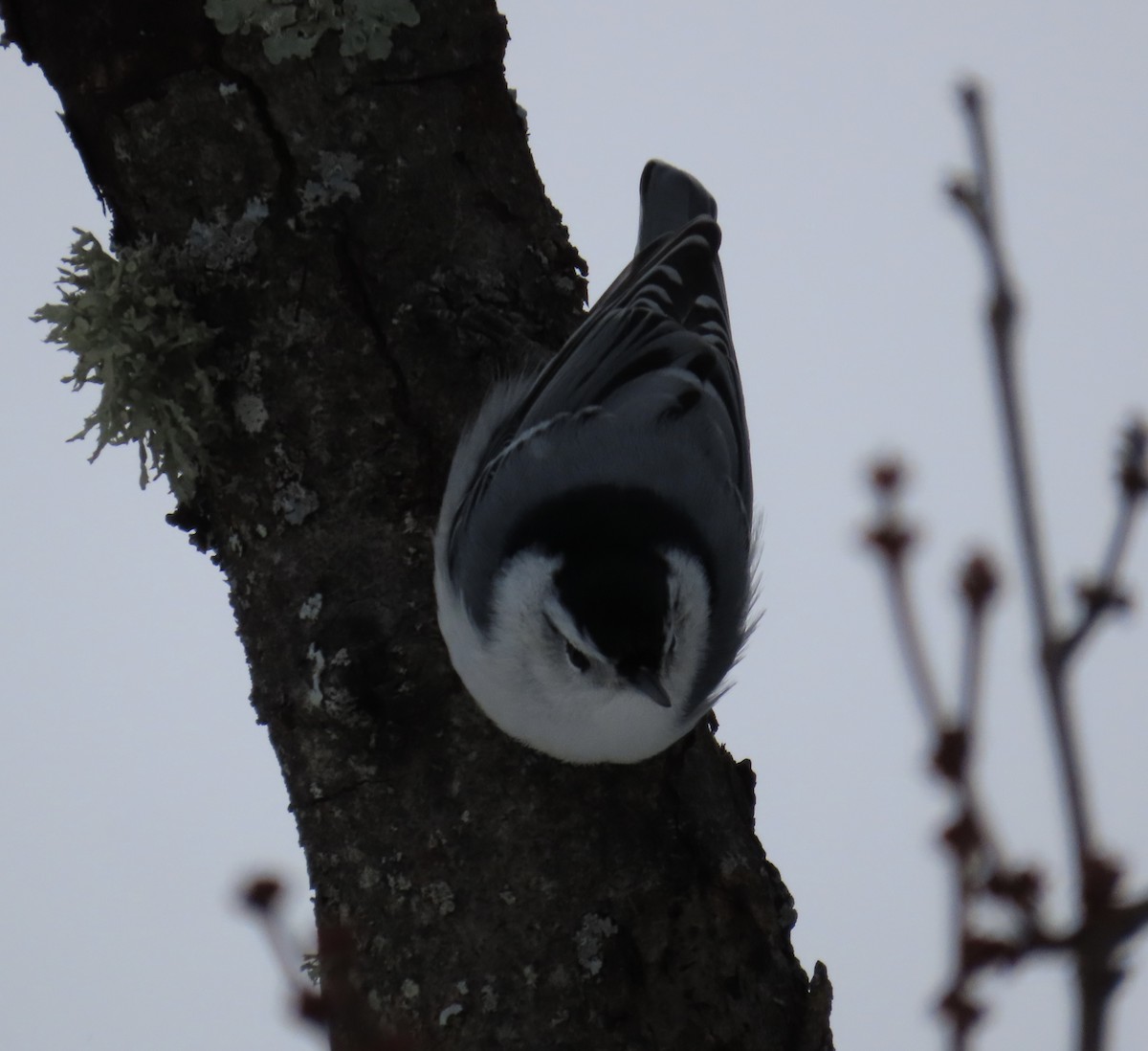 White-breasted Nuthatch - ML646708412