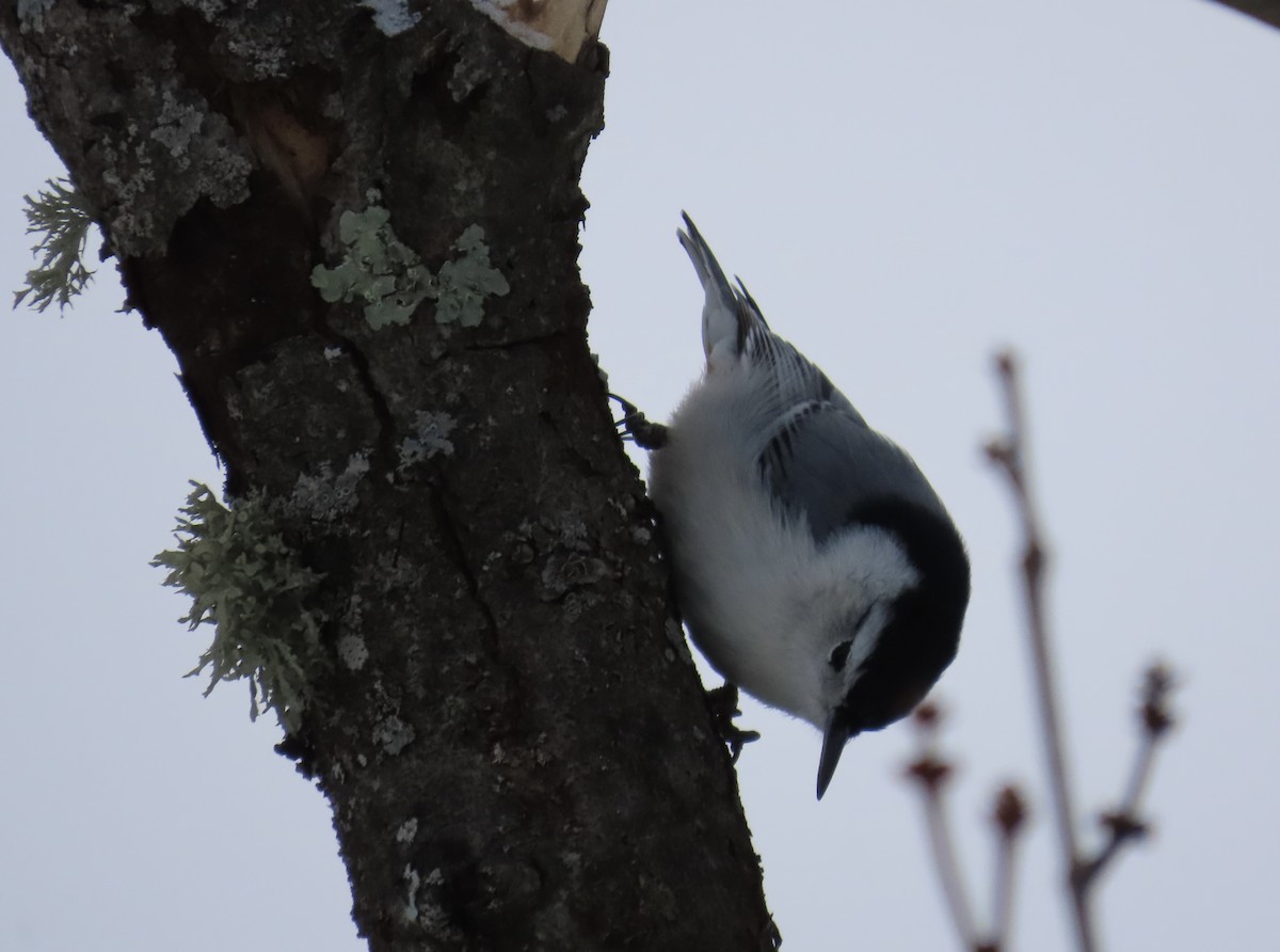 White-breasted Nuthatch - ML646708413