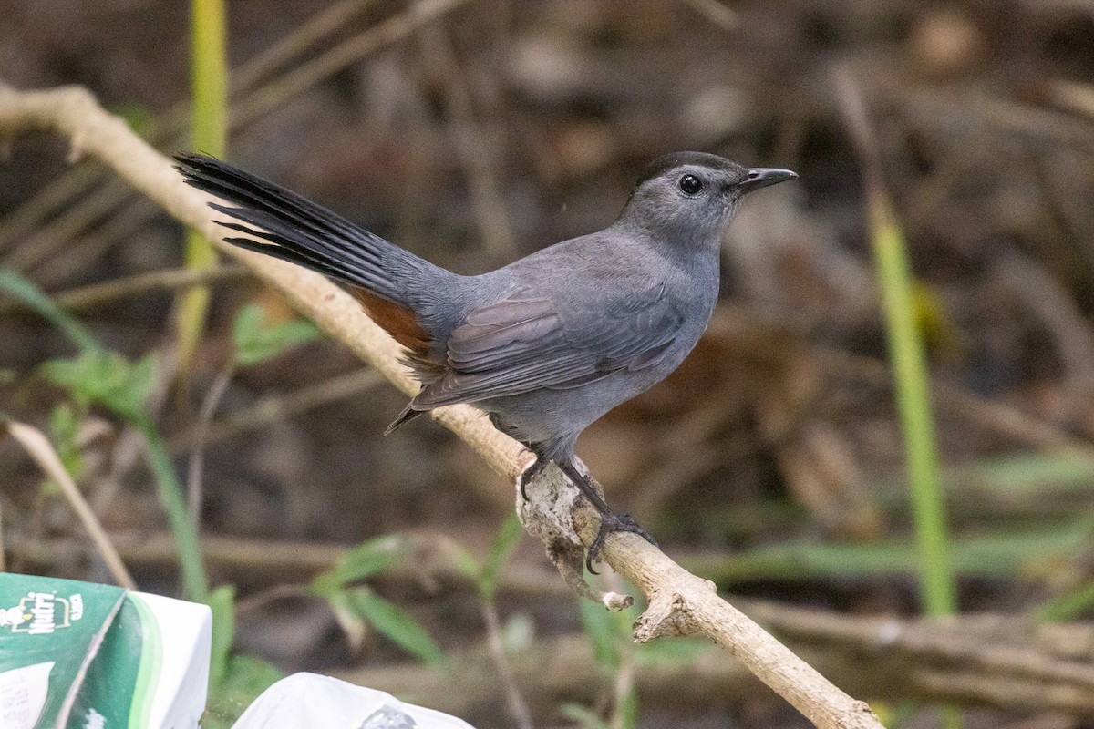 Gray Catbird - ML646708415