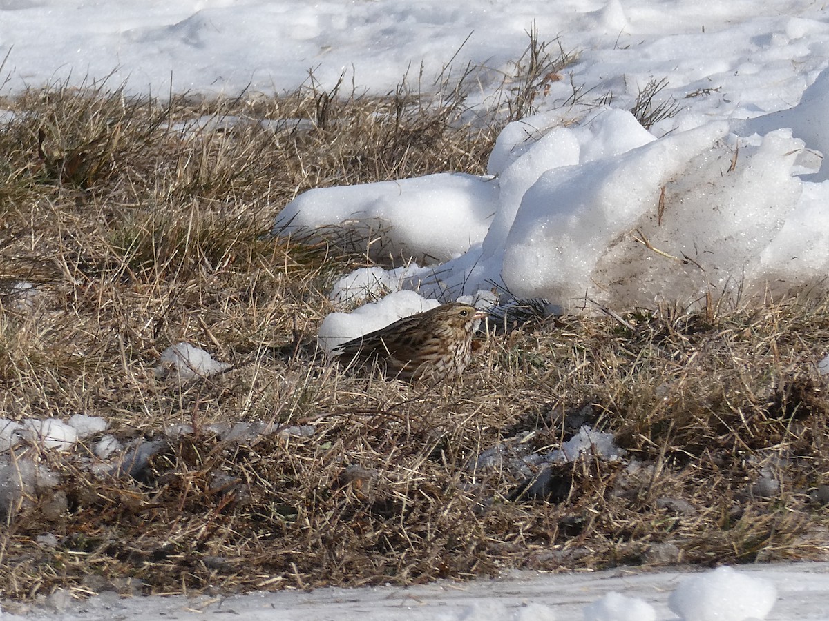 Bruant des prés - ML646708416