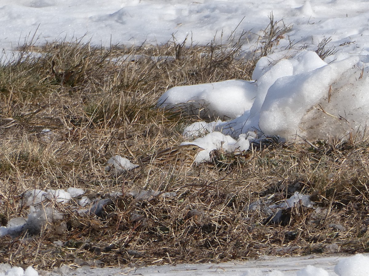 Bruant des prés - ML646708417