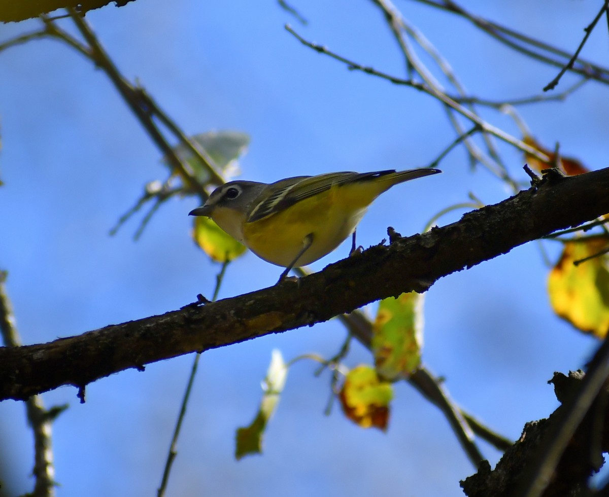 Blue-headed Vireo - ML646708418
