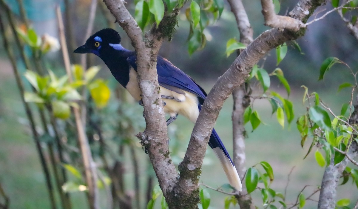 Plush-crested Jay - ML646708419