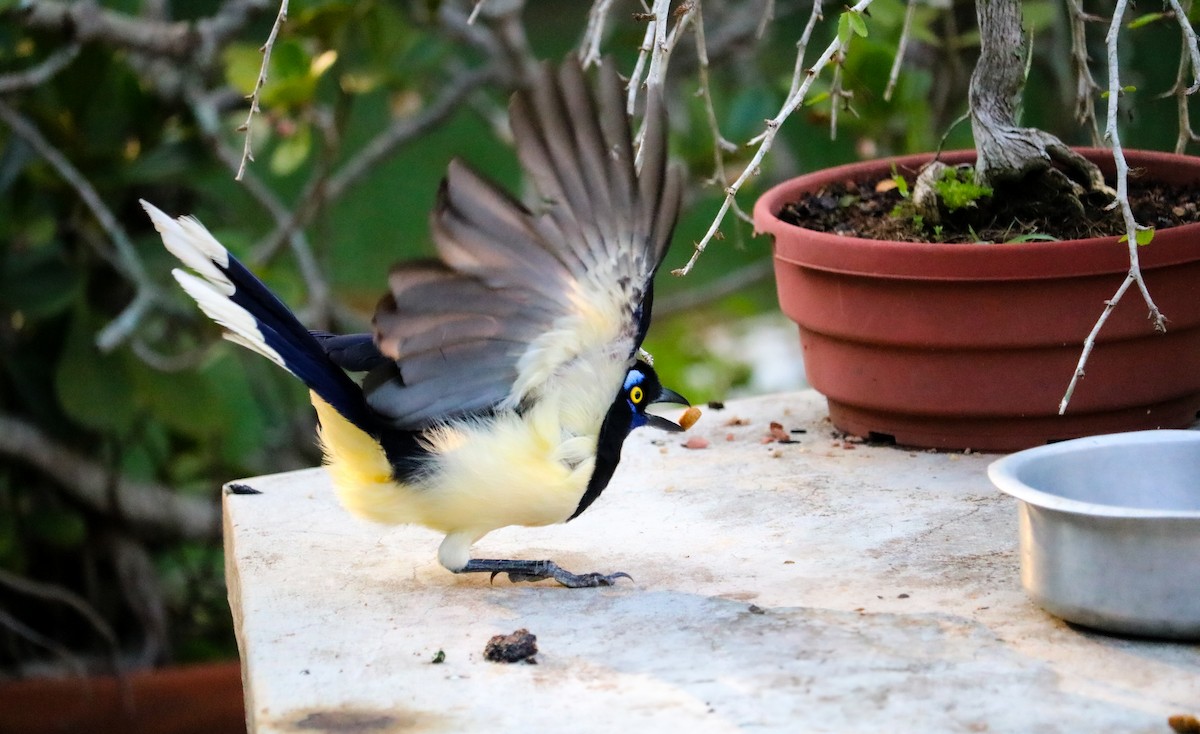 Plush-crested Jay - ML646708427