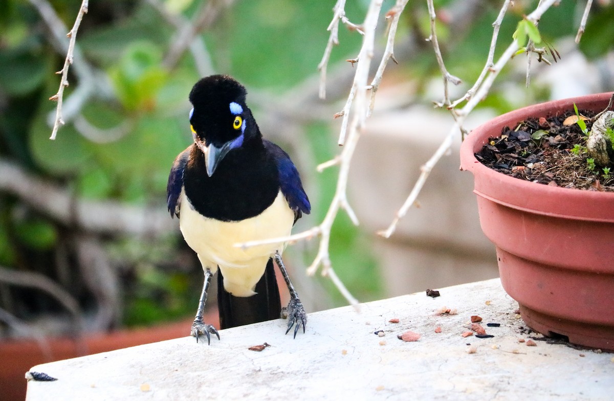 Plush-crested Jay - ML646708432