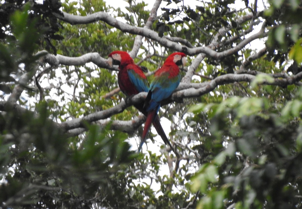 Red-and-green Macaw - ML646708445