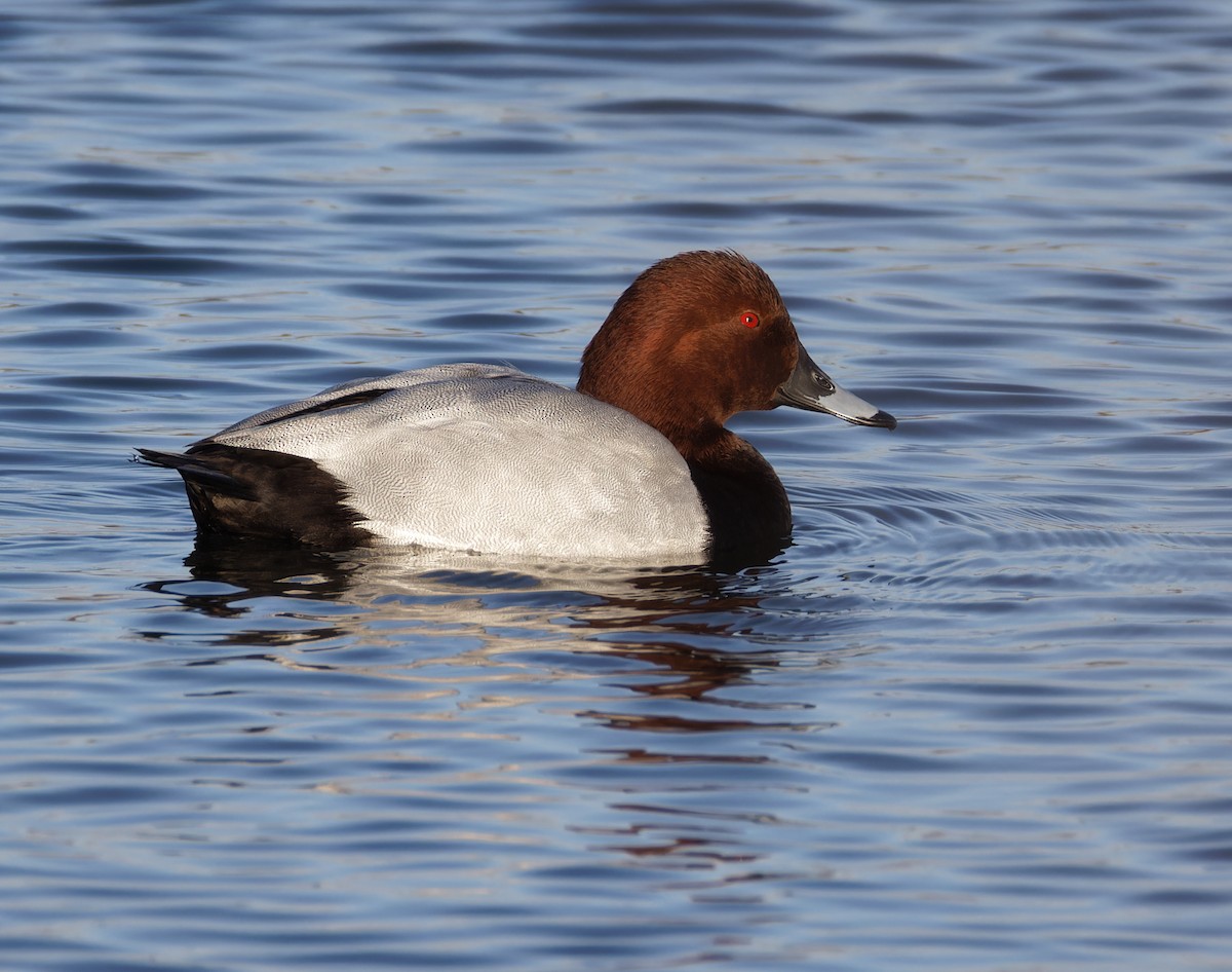 紅頭潛鴨 - ML646708447