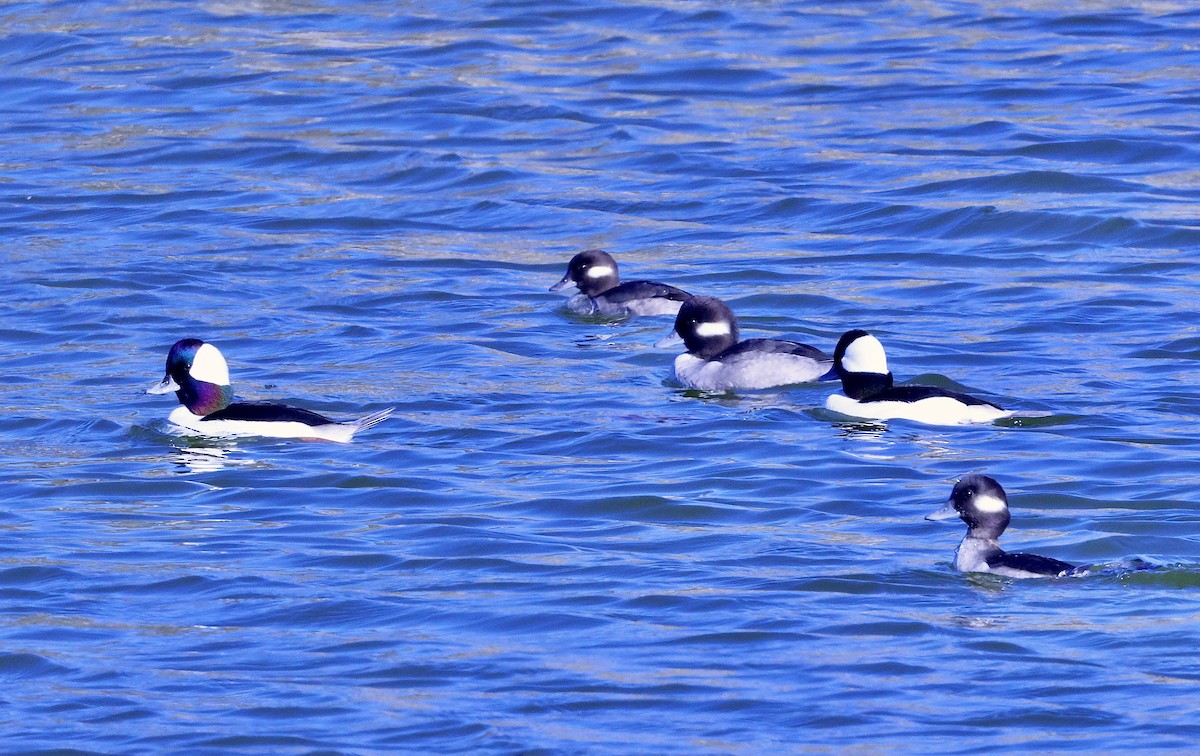 עבראש לבנוני - ML646708448