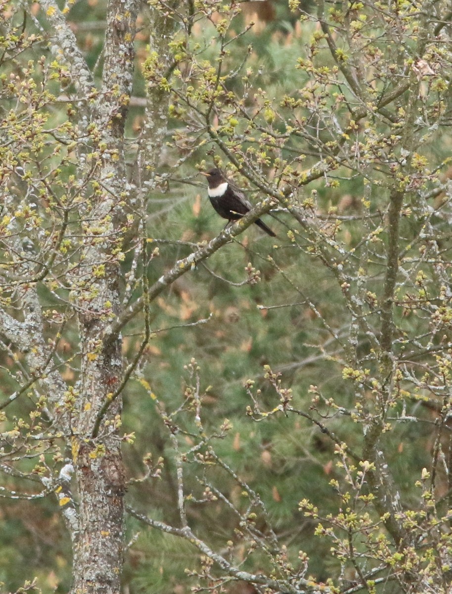 קיכלי סהרון - ML646708449