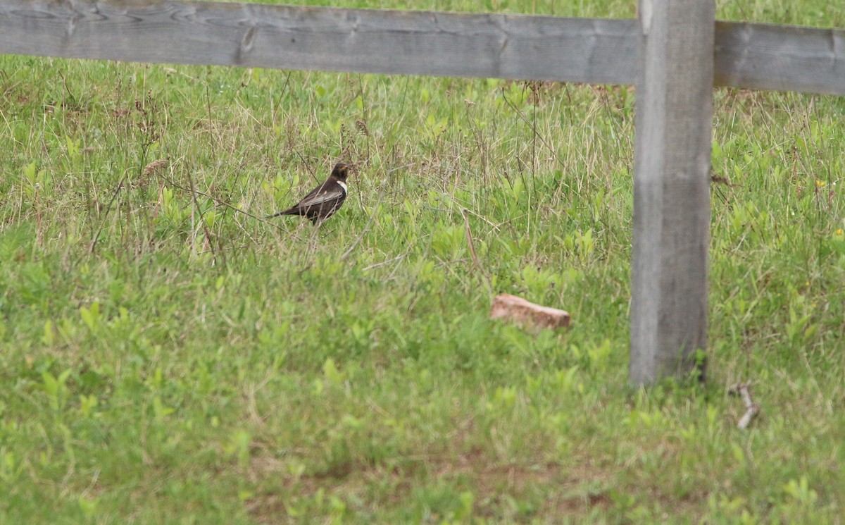קיכלי סהרון - ML646708450