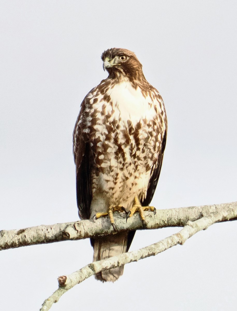 Red-tailed Hawk - ML646708451