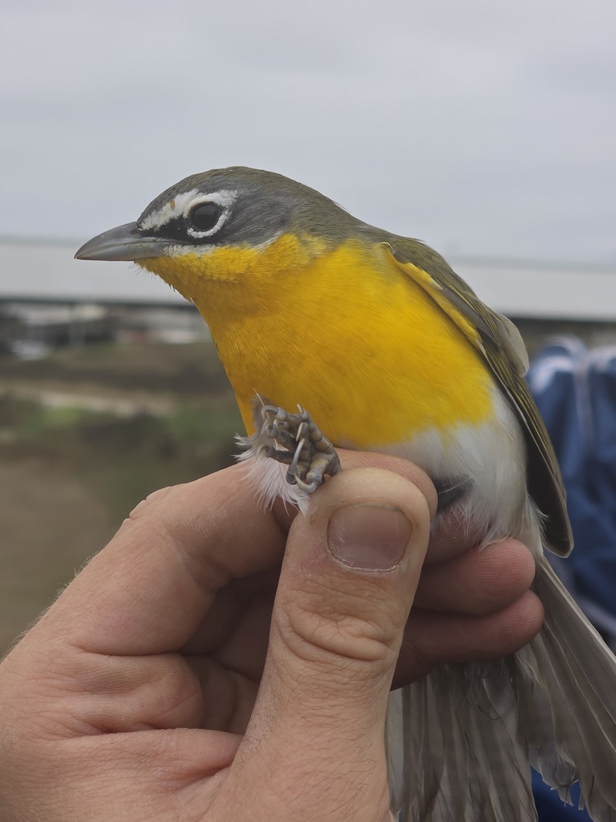 Yellow-breasted Chat - ML646708452