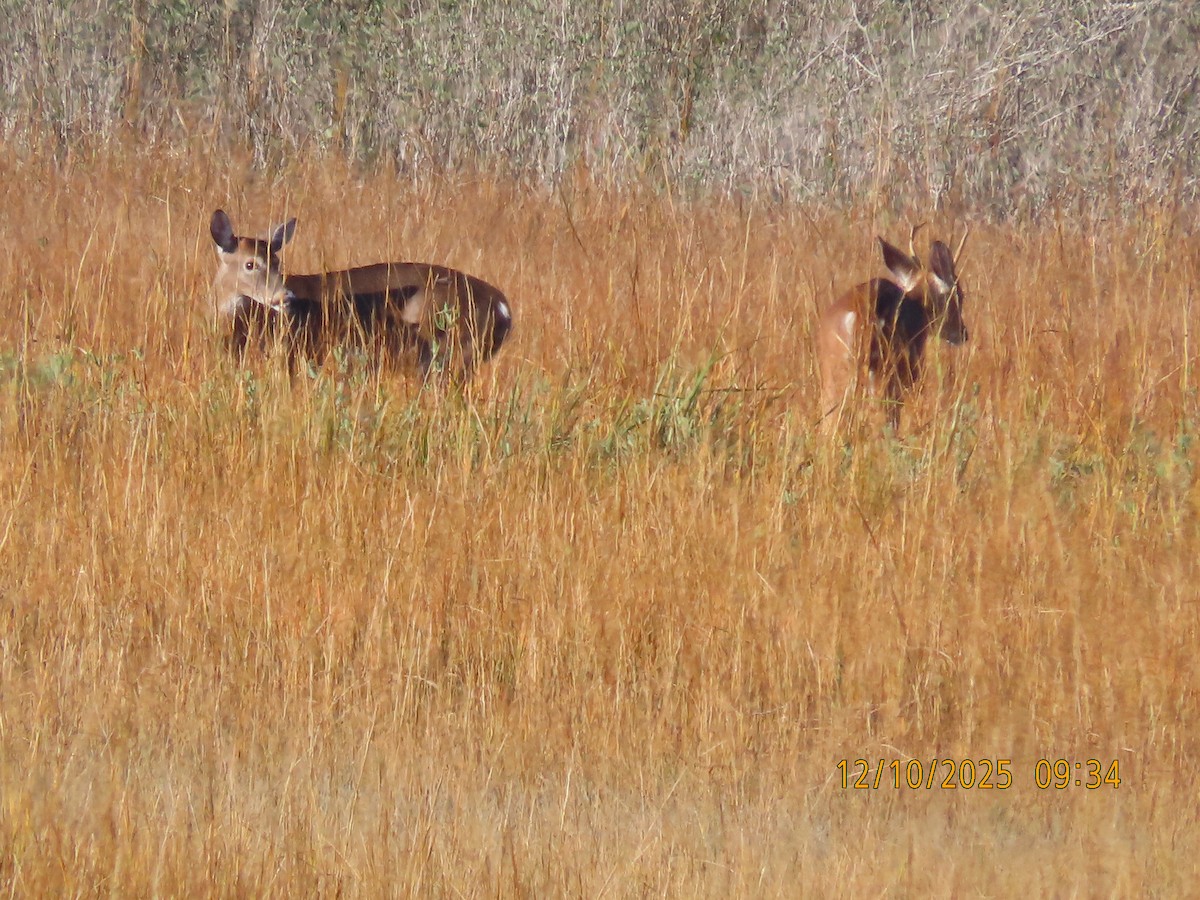 White-tailed Deer - ML646708453
