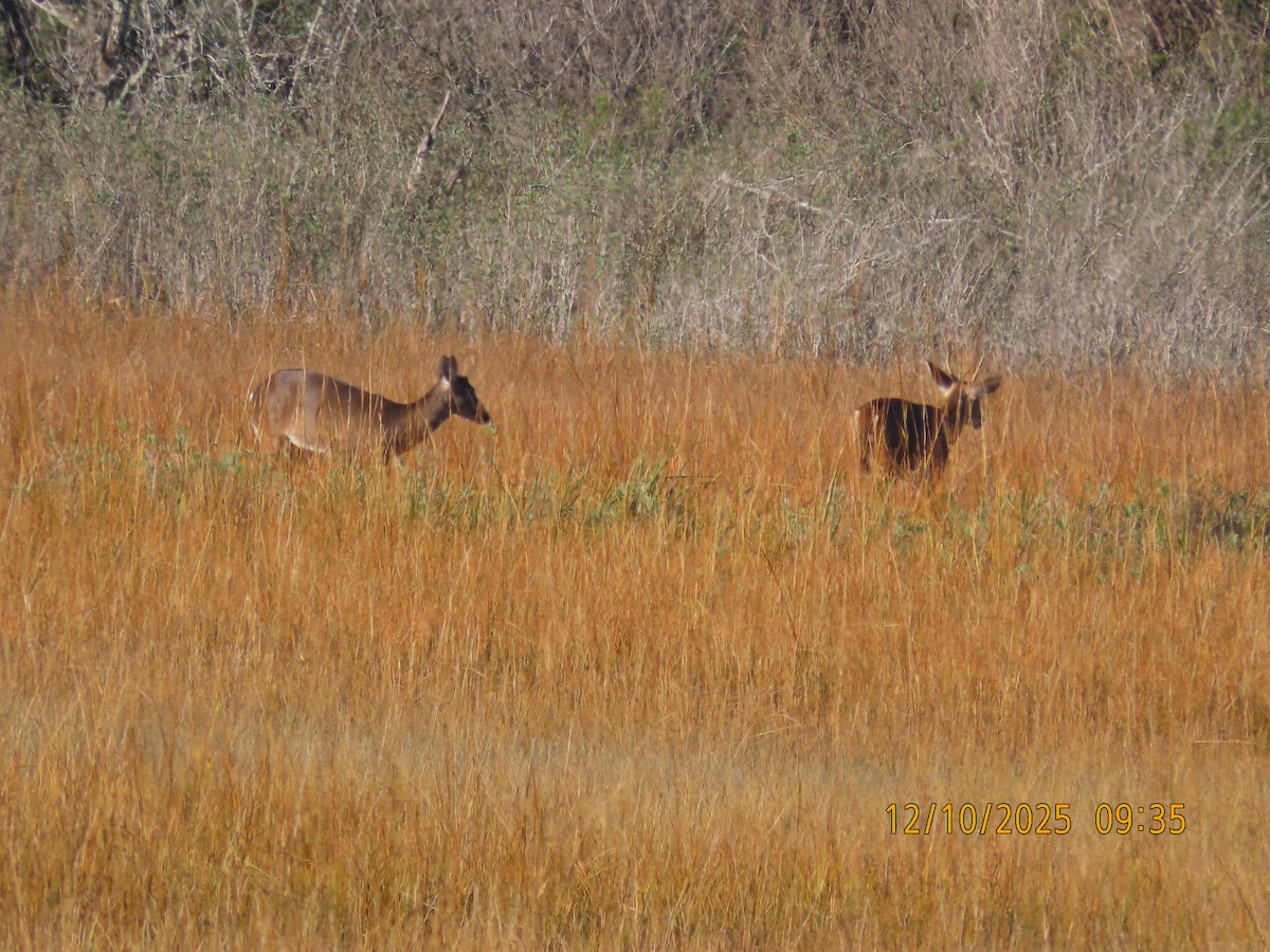 White-tailed Deer - ML646708454