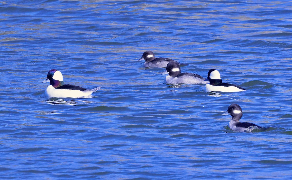 עבראש לבנוני - ML646708456