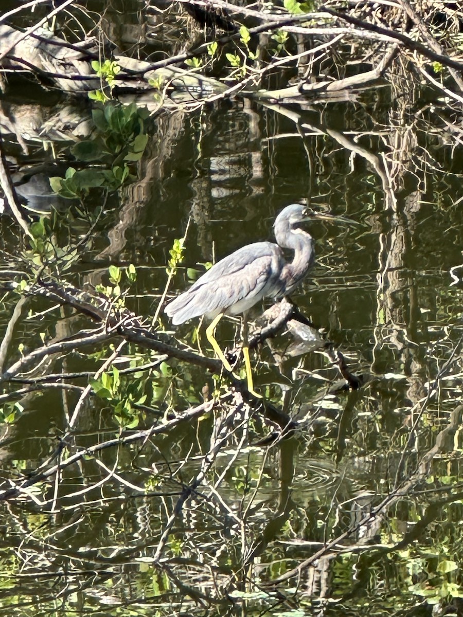 Чепура трибарвна - ML646708457
