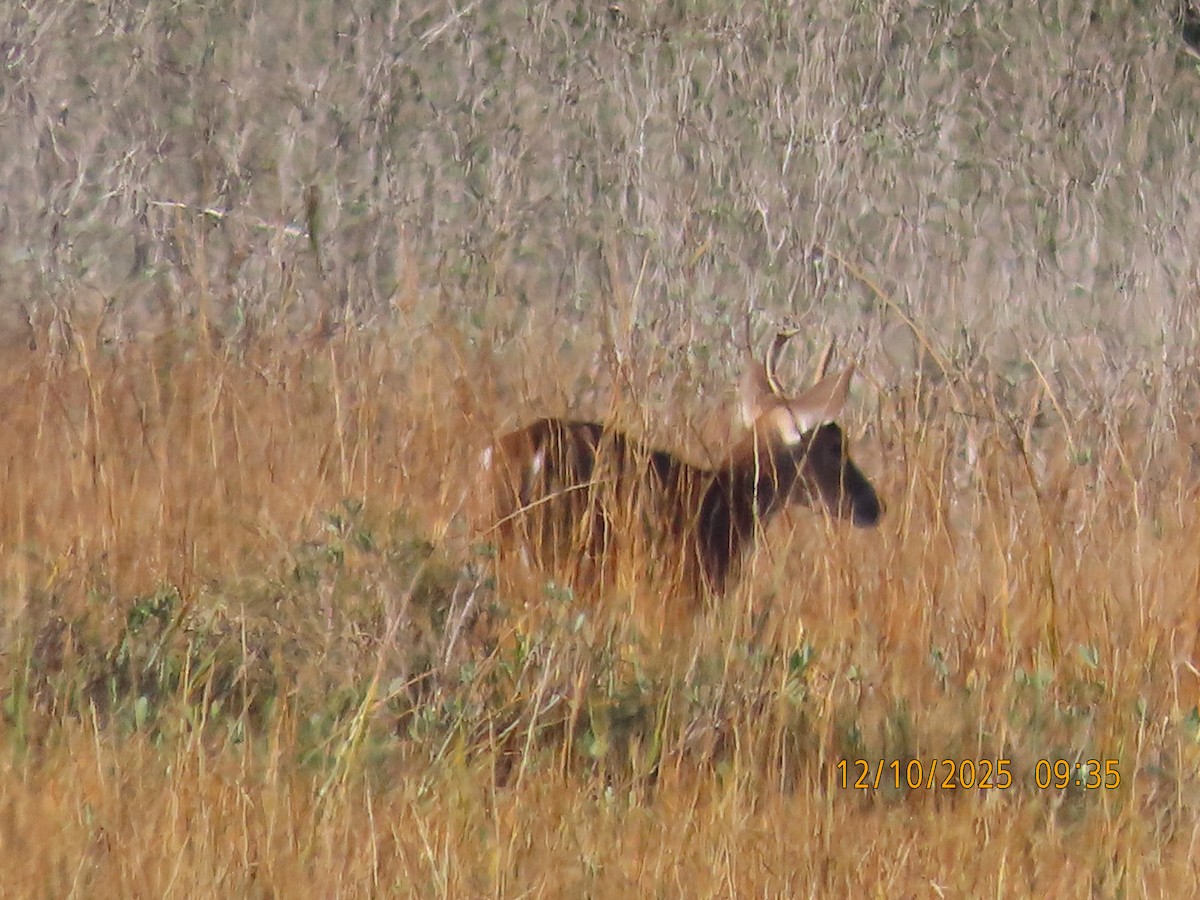 White-tailed Deer - ML646708458