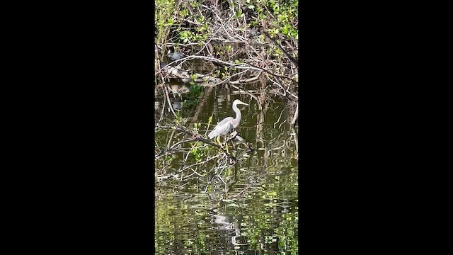 Чепура трибарвна - ML646708459