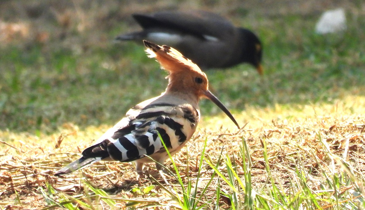 דוכיפת - ML646708460