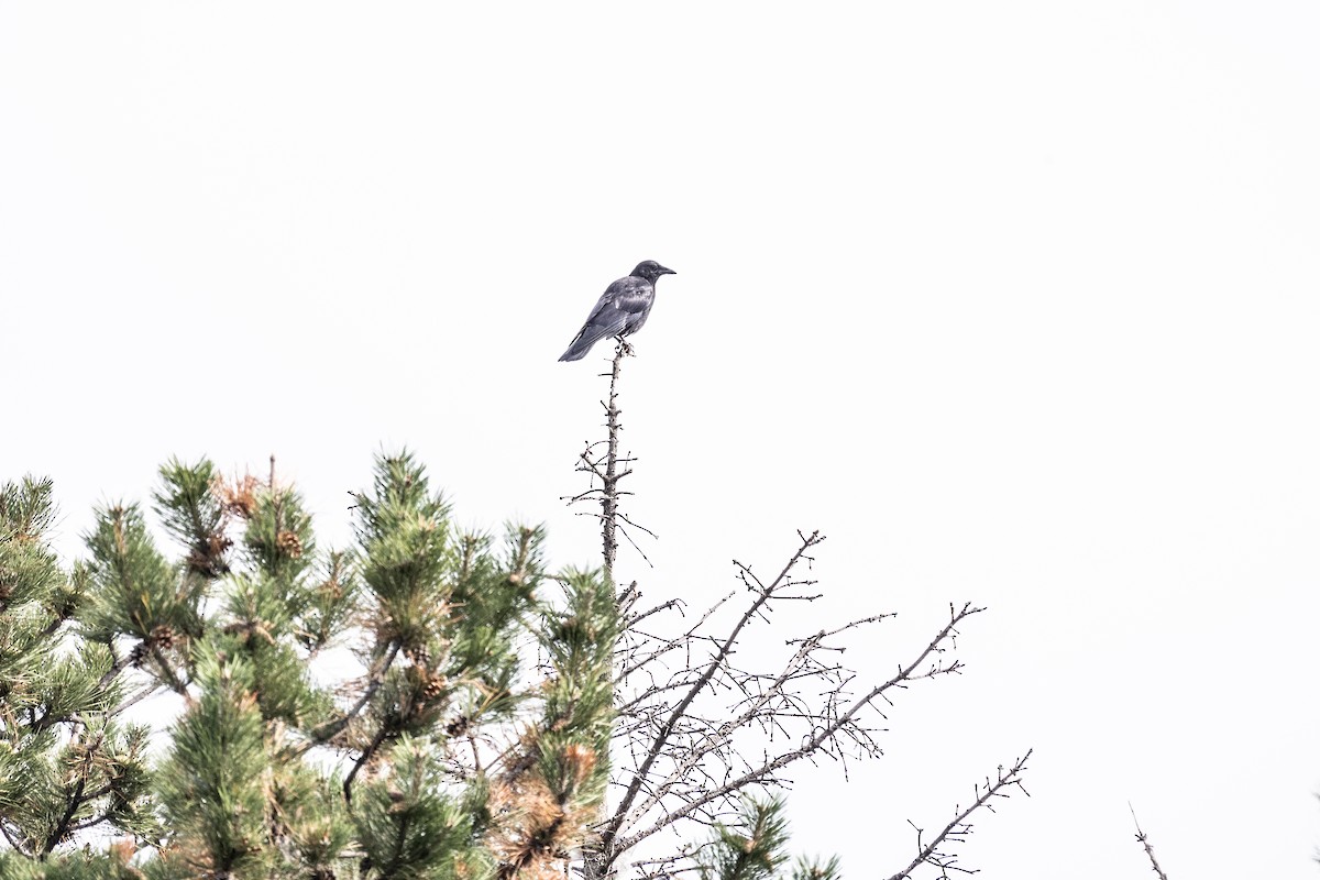 American Crow - ML646708461