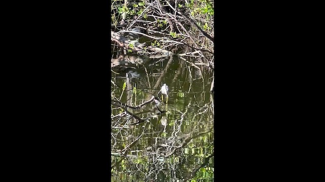 Чепура трибарвна - ML646708462