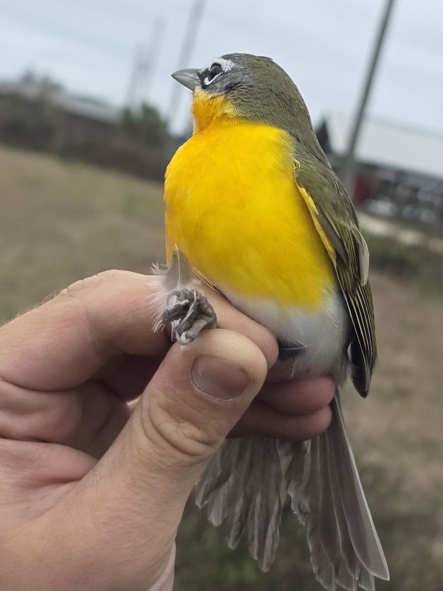 Yellow-breasted Chat - ML646708463