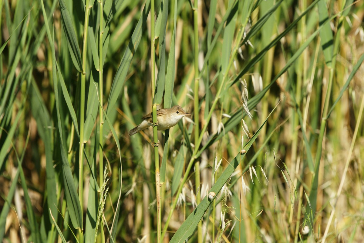 קנית קטנה - ML646708464