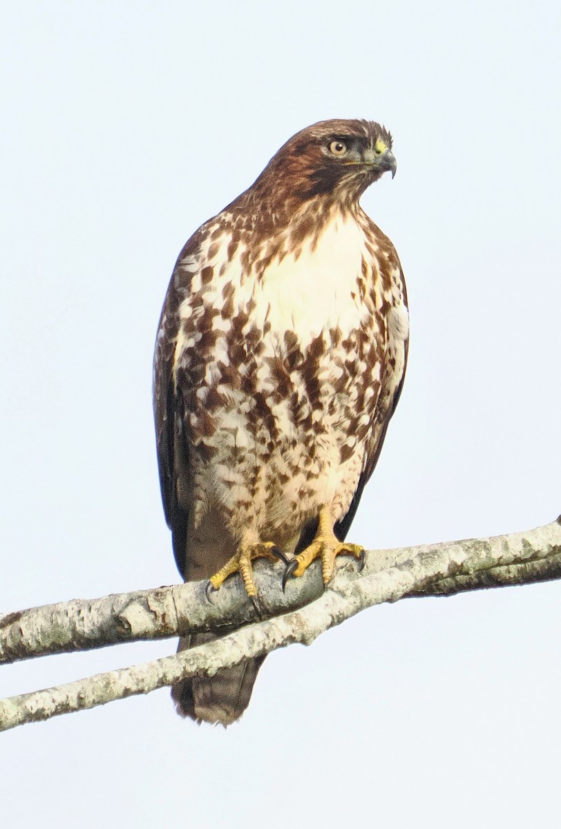 Red-tailed Hawk - ML646708465