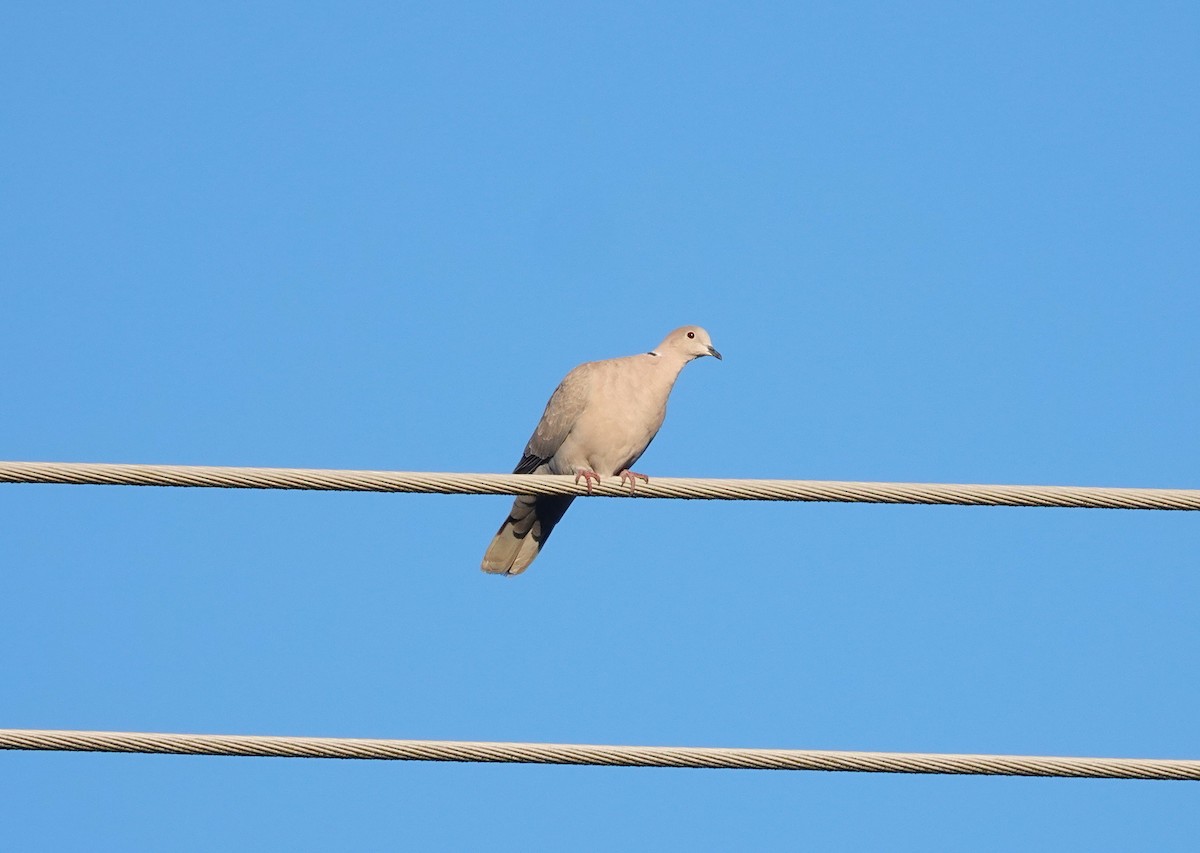 תור צווארון - ML646708466
