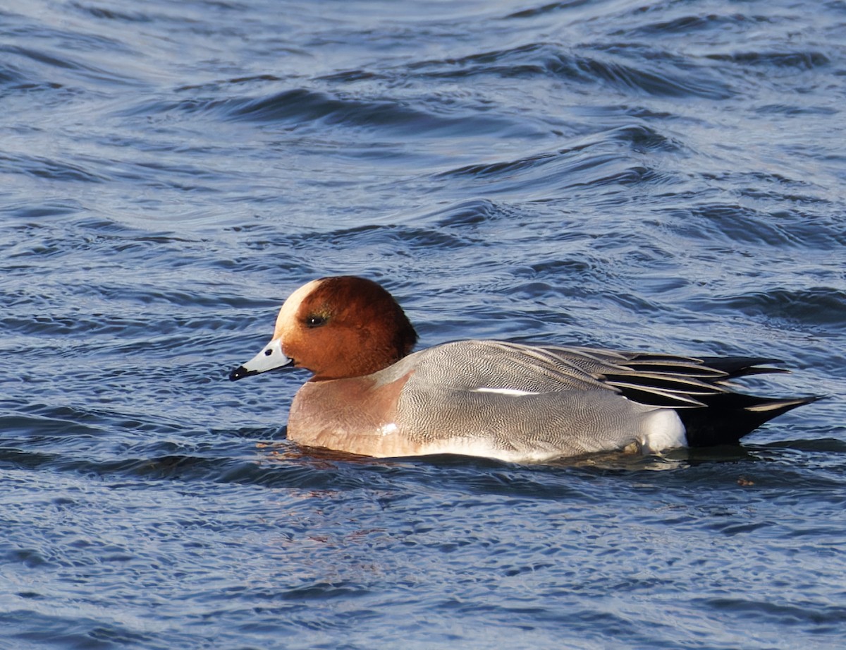 ברווז צהוב-מצח - ML646708467