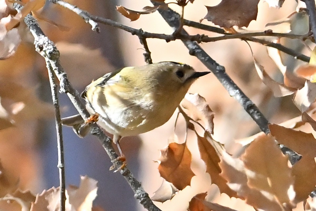 מלכילון האורנים - ML646708468