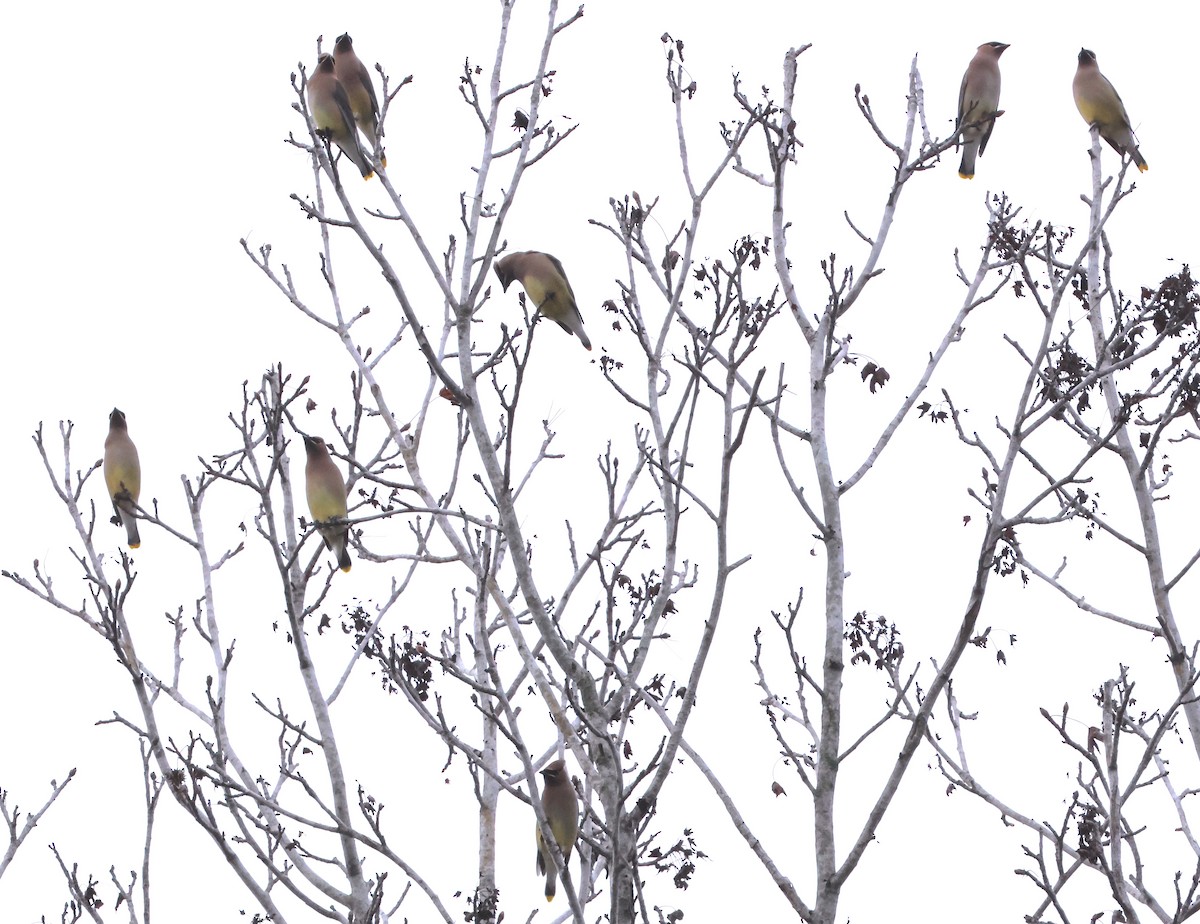 ציצנית אמריקנית - ML646708470