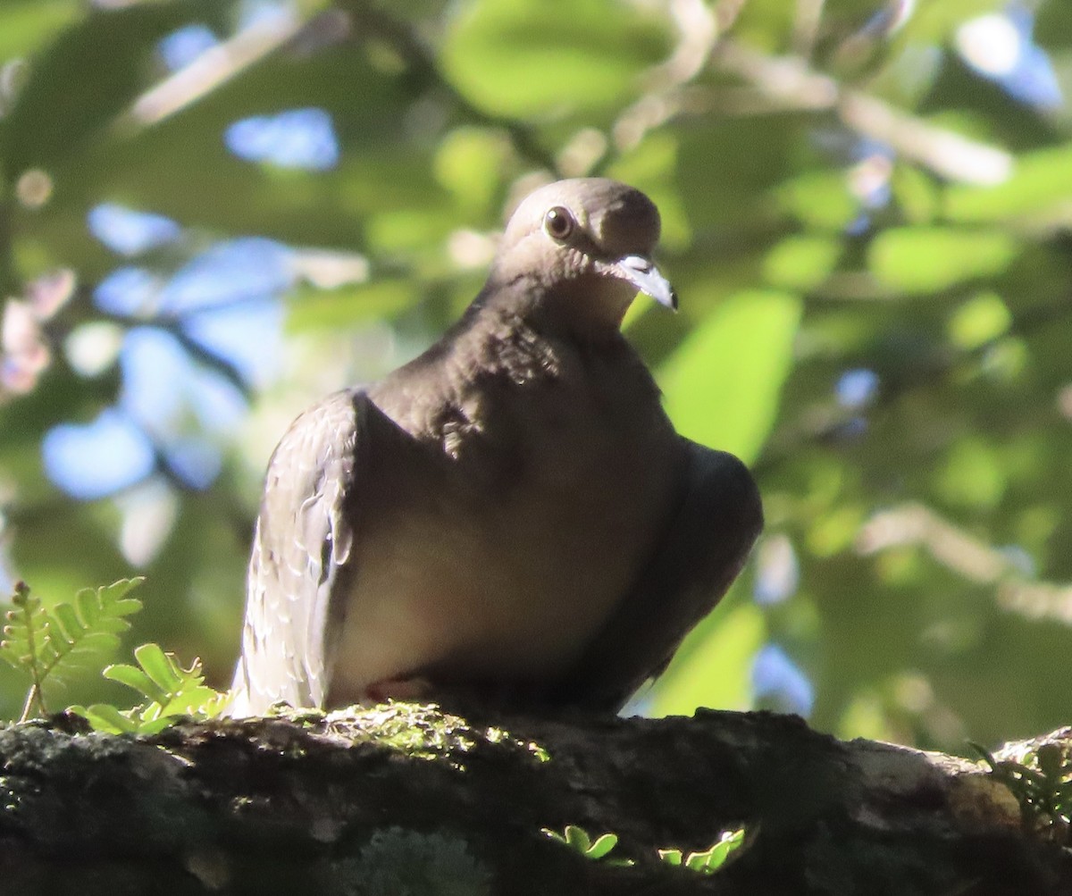 תורית אמריקנית - ML646708471