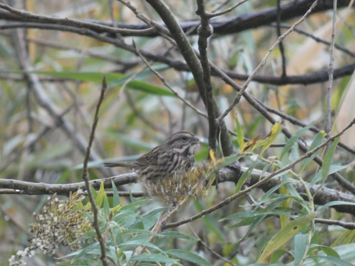 גיבתונית רוננת - ML646708472