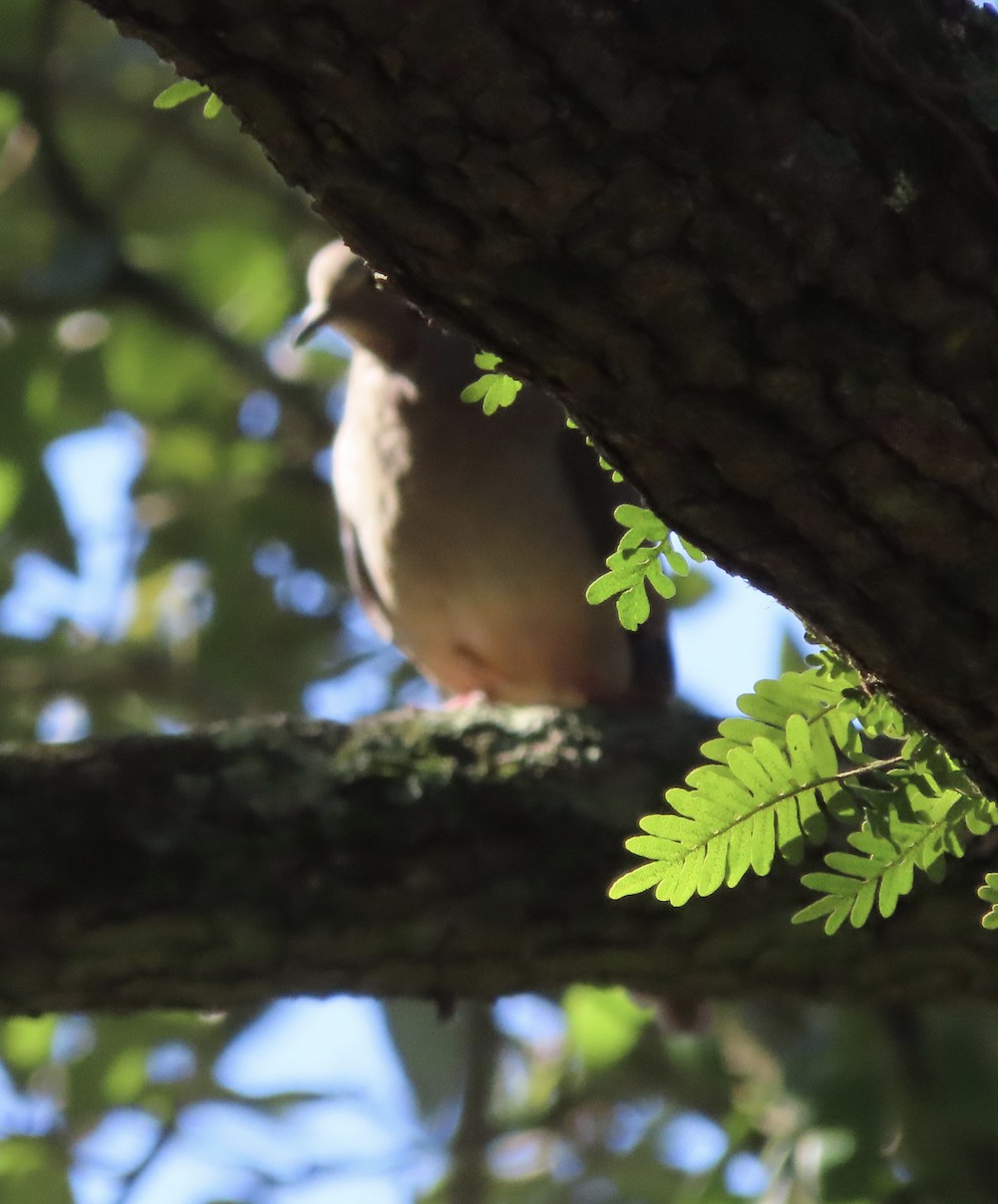 תורית אמריקנית - ML646708473