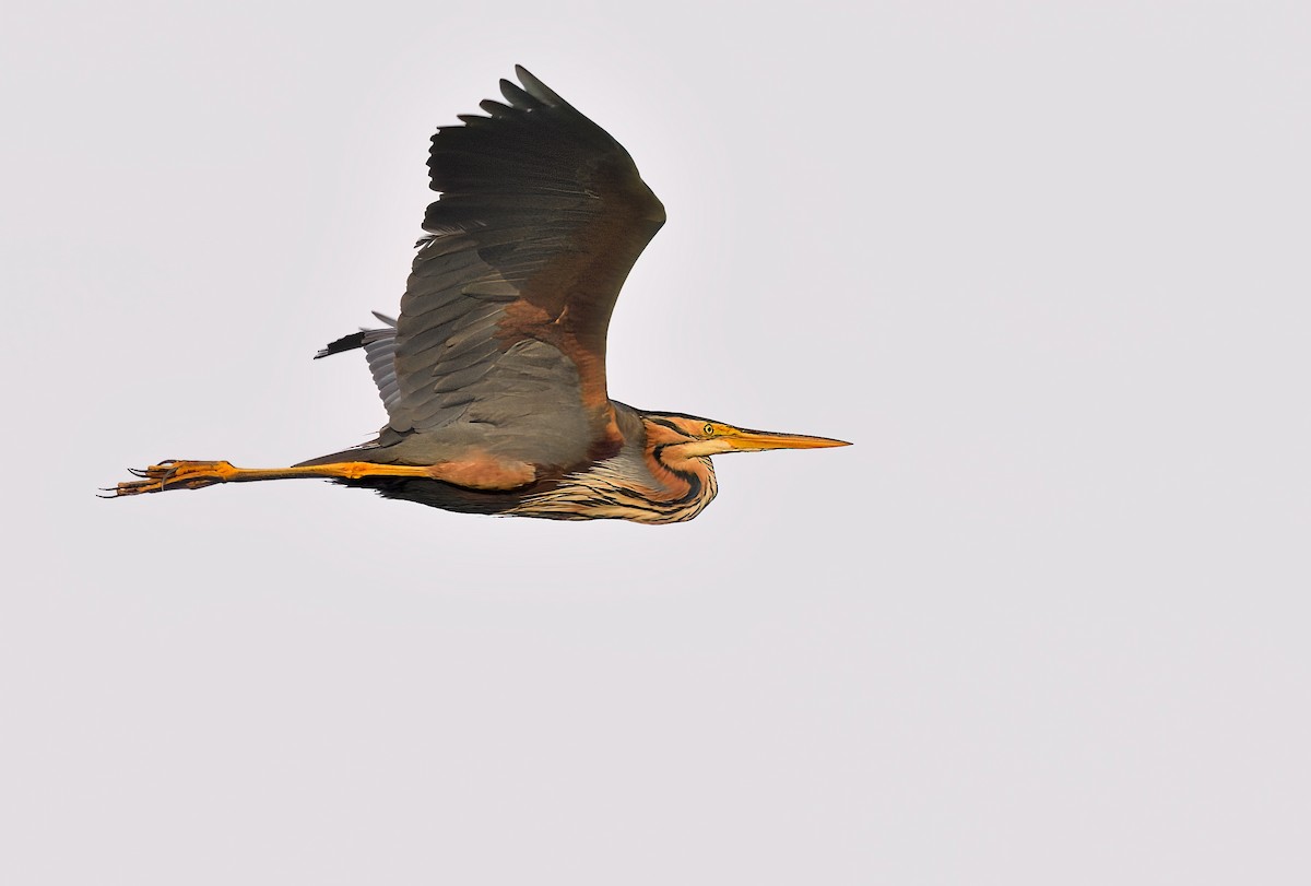 אנפה ארגמנית - ML646708474